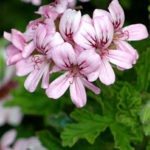 Scented-Pelargoniums-have-perfumed-leaves-and-tiny-flowers