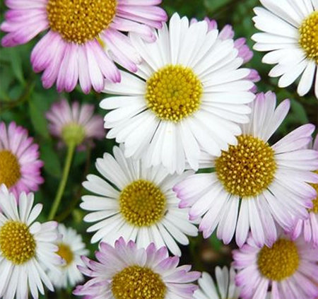 Seaside-Daisy-planting-and-care