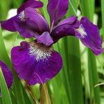 Siberian-Iris-Or-Iris-Sibirica