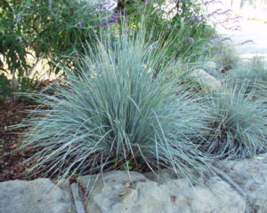 Silver-Grey-Leaf-Foilage-Plants-blue-grass-300x240