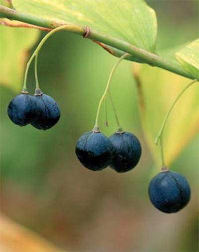 Solomons seal berries