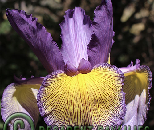 Spuria Iris