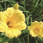 Stella d’Oro daylily Stella d Oro daylily Daylily for Sale
