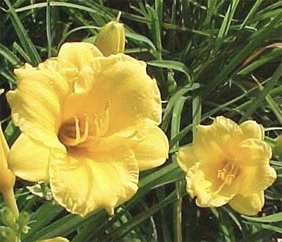 Stella d’Oro daylily Stella d Oro daylily Daylily for Sale