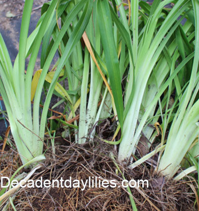 dug up daylily clump ready to divide daylilies
