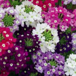 Sun-hardy-verbena-flower-in-clusters