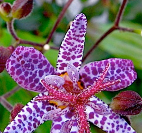 Toad-Lily-Grow-Best-Full-Shade-All-Day