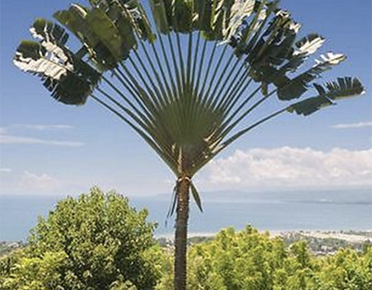 Travellers-Palm-Ravenala-Madagascariensis-Information-and-Plant-Facts