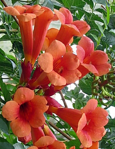 Trumpet-Vine-Plant-How-to-Grow-Red-Trumpet-Vine-Creepers