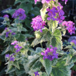 Variegated-Plants-Variegated-Plant-Problems-Know-How-to-Stop-Variegation-in-Plants