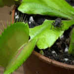 Venus Flytrap Carnivorous Plants