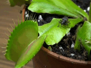 Venus Flytrap Carnivorous Plants