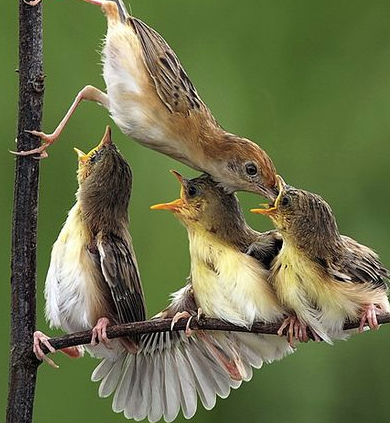 Spring birds feeding their young on a branch