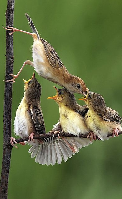 Spring birds feeding their young on a branch