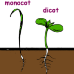Picture of a monocot and a dicot emerging from a seed