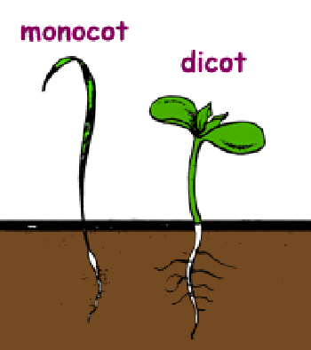 Picture of a monocot and a dicot emerging from a seed