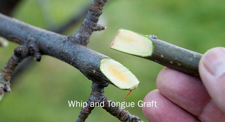 picture of whip and tongue graft