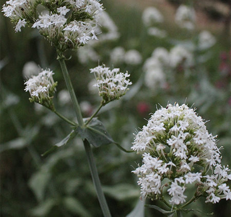 White-Valerian-How-to-grow-plant-seed