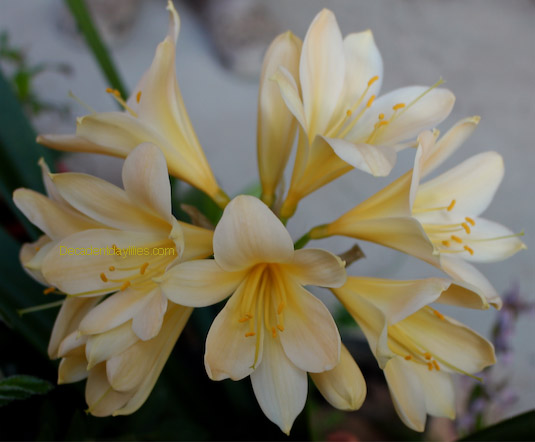 My Yellow Clivia in bloom