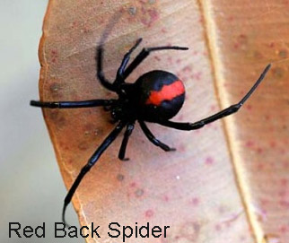best-natural-spider-pest-control-methods-Red-back-spider