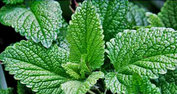 growing mint plant herb