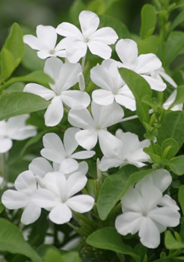 plumbago-white-evergreen-hedge-plant