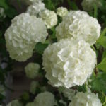 snowball-bush-viburnum-flower-Viburnum-opulus-‘Roseum’