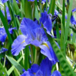 zzz-Louisana-Iris-the-Water-Irises2