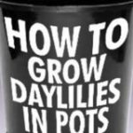 How to Grow Daylilies in Pots