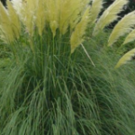 Pampas Grass or Cortaderia Selloana for gardens