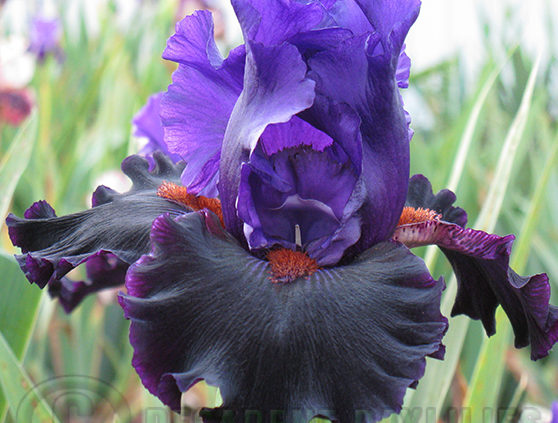 deep purple and black tall bearded iris in my garden