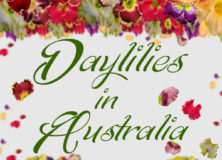 banner Daylilies in Australia