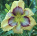 20 Tips for Growing Beautiful Daylilies