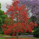 Illawarra flame tree in full bloom