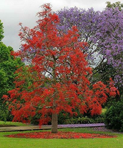 Illawarra flame tree in full bloom