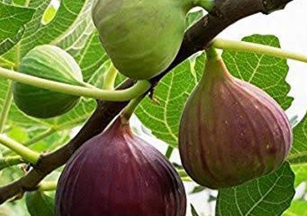 Fig branch and fruit variety brown turkey