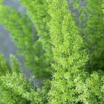 lime green foxtail fern