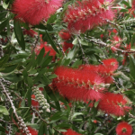 Growing Australian bottlebrush tree in home gardens