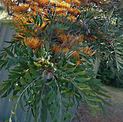 silky oak tree growing over the fence