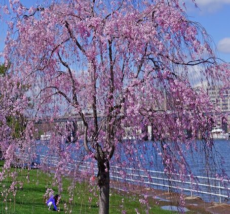 weeping cherry tree in bloom