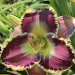 daylilies for sale