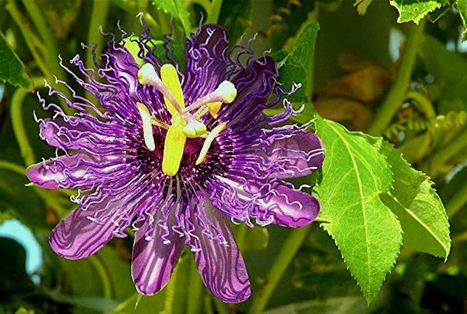 purple passionfruit flower on evergreen vine