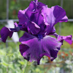 Tall bearded iris pot black flowering in the sunshine