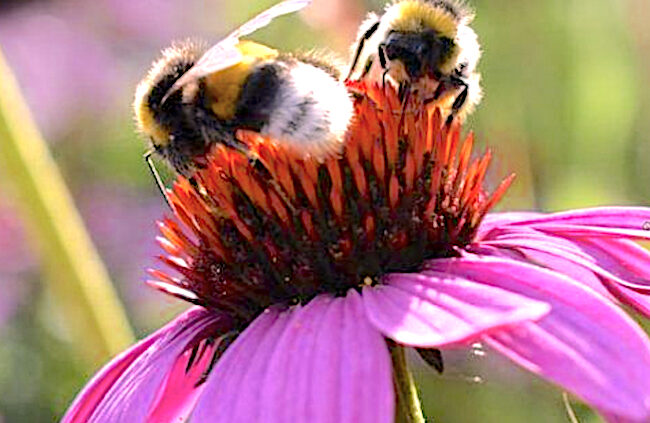 Echinacea purpurea coneflower attracted to bees