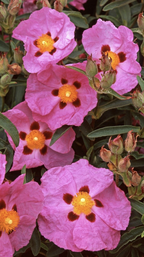 Rockrose shrub with magenta flowers