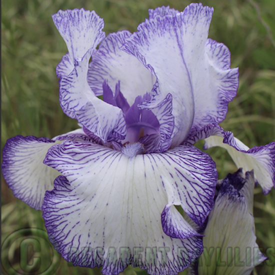 Tall Bearded Iris