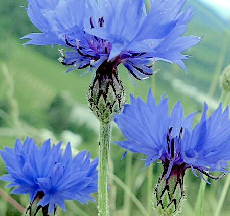 Cornflower blue Bachelors Button