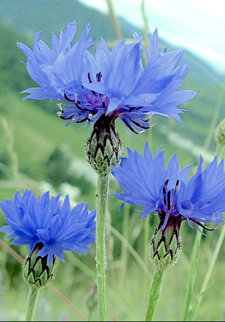 Cornflower blue Bachelors Button
