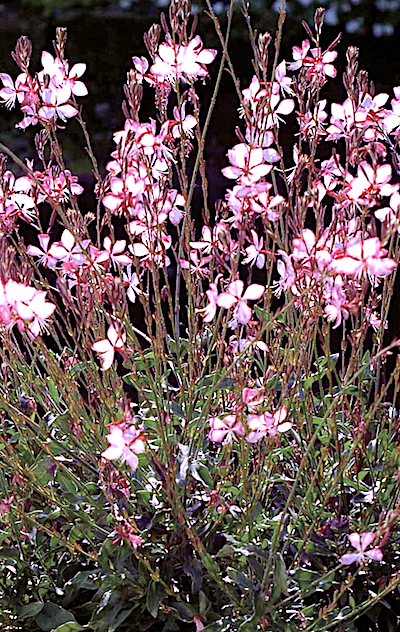 Gaura Rosie Jane white flowers picotee edge