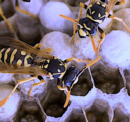 Australian wasps at work